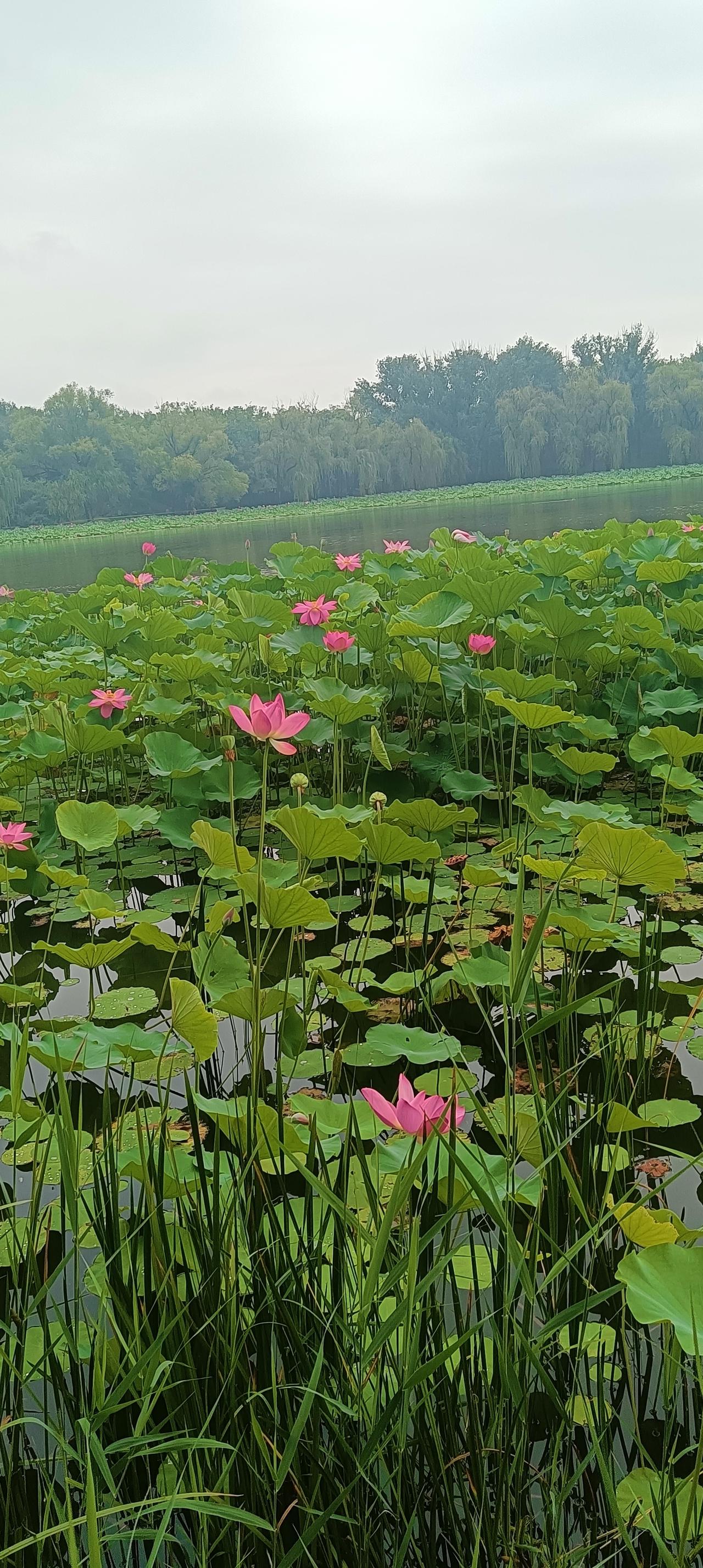 小女儿的高中学校，我前前后后已经跑了三次。第一次，是和很多父母亲一起来参观校园第