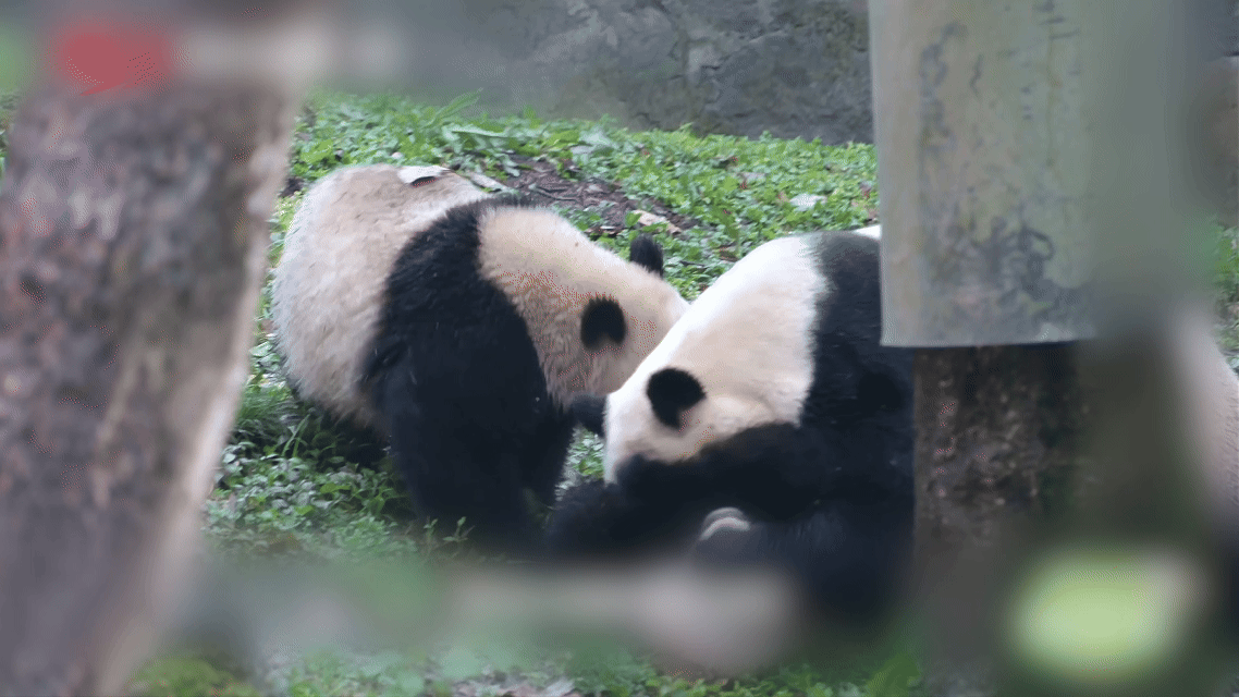 到汶川看超优雅的熊猫福凤 细看福凤的颜值进化——曾经是毛茸茸的白团子，如今长成了