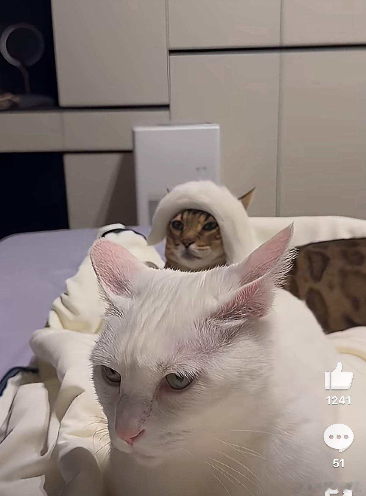 猫 把你那冒昧的尾巴拿走家庭地位一目了然。 