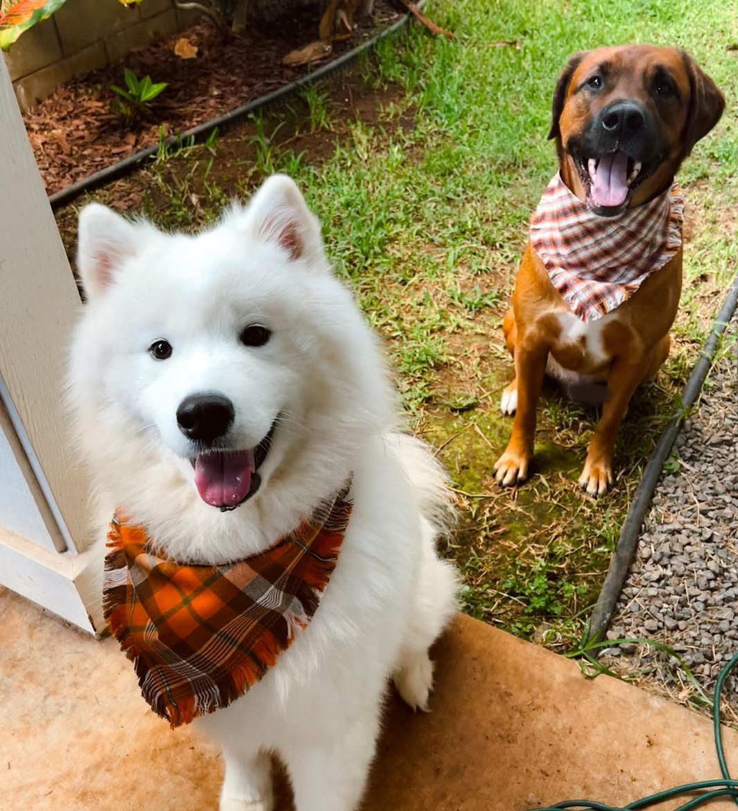 妈妈，我带同学来家里吃圣诞大餐！ 