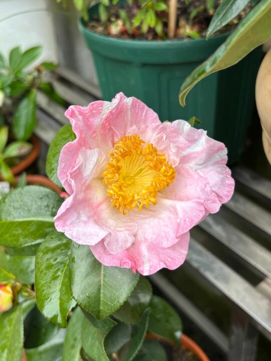 山茶花