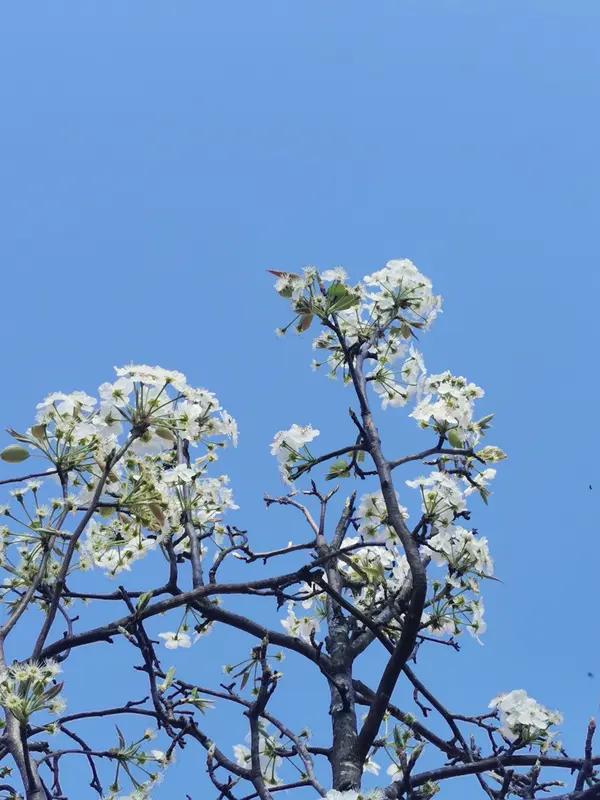 梨花和樱花，到底谁更好看，这可真是个让人纠结的问题。
梨花白得纯粹，像是被雪染过