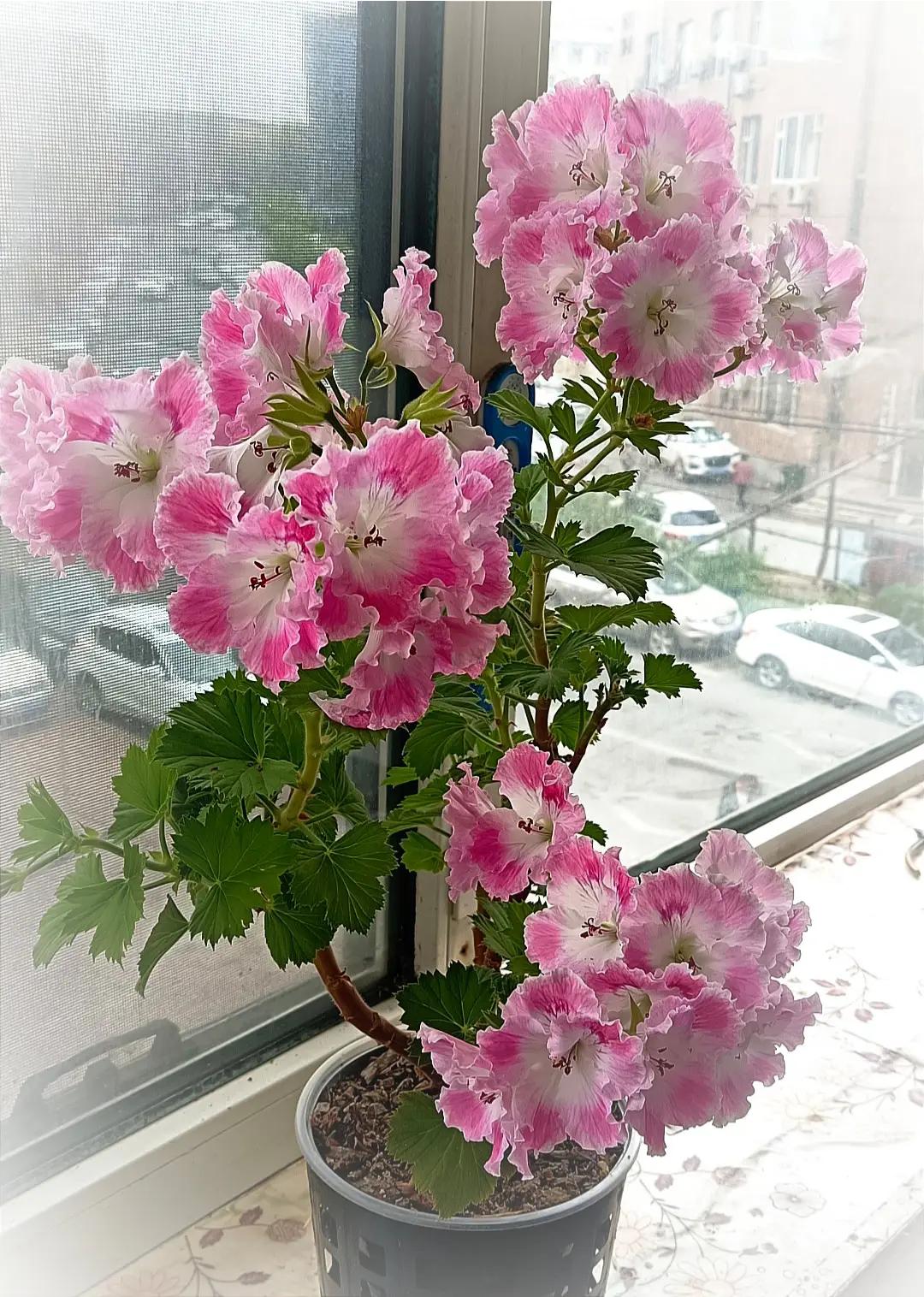 你这也是天竺葵，只不过是大花系列的，它是一季花，每年只开一次，但是开的时间比较长