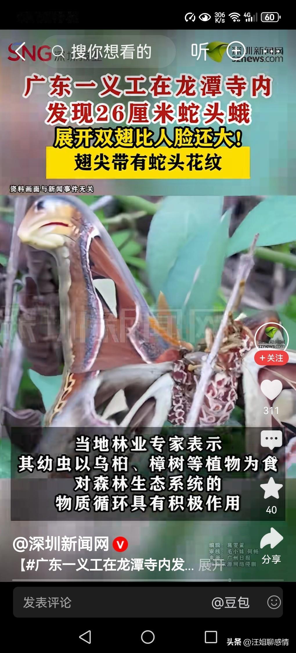 罕见！“蛇头蛾”你见过吗？广东河源发现一种奇异的翅展超26厘米的蛇头蛾。

据媒