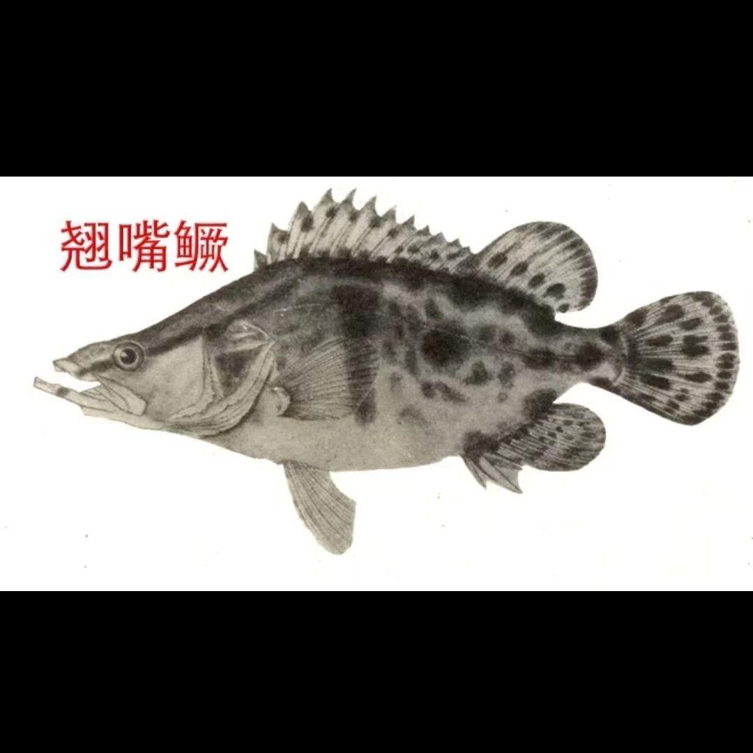 最贵的桂鱼鳜鱼鳌花鱼
眼裂纹很暗很长经背到尾
白石苦禅画的翘嘴鳜鱼没有
看来他们