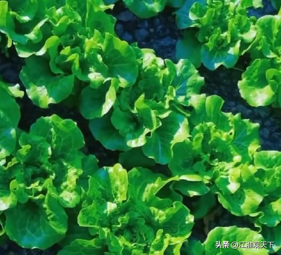 山东河南江苏是中国蔬菜产量前三大省，安徽也是蔬菜大省，前十都进不了
吃喝拉撒睡，