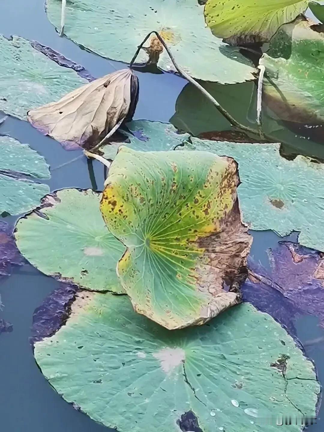 萧瑟秋风皱池容，
碧艳褪尽换彩红。
天蓝水净好意境，
露出寒秋映两重。