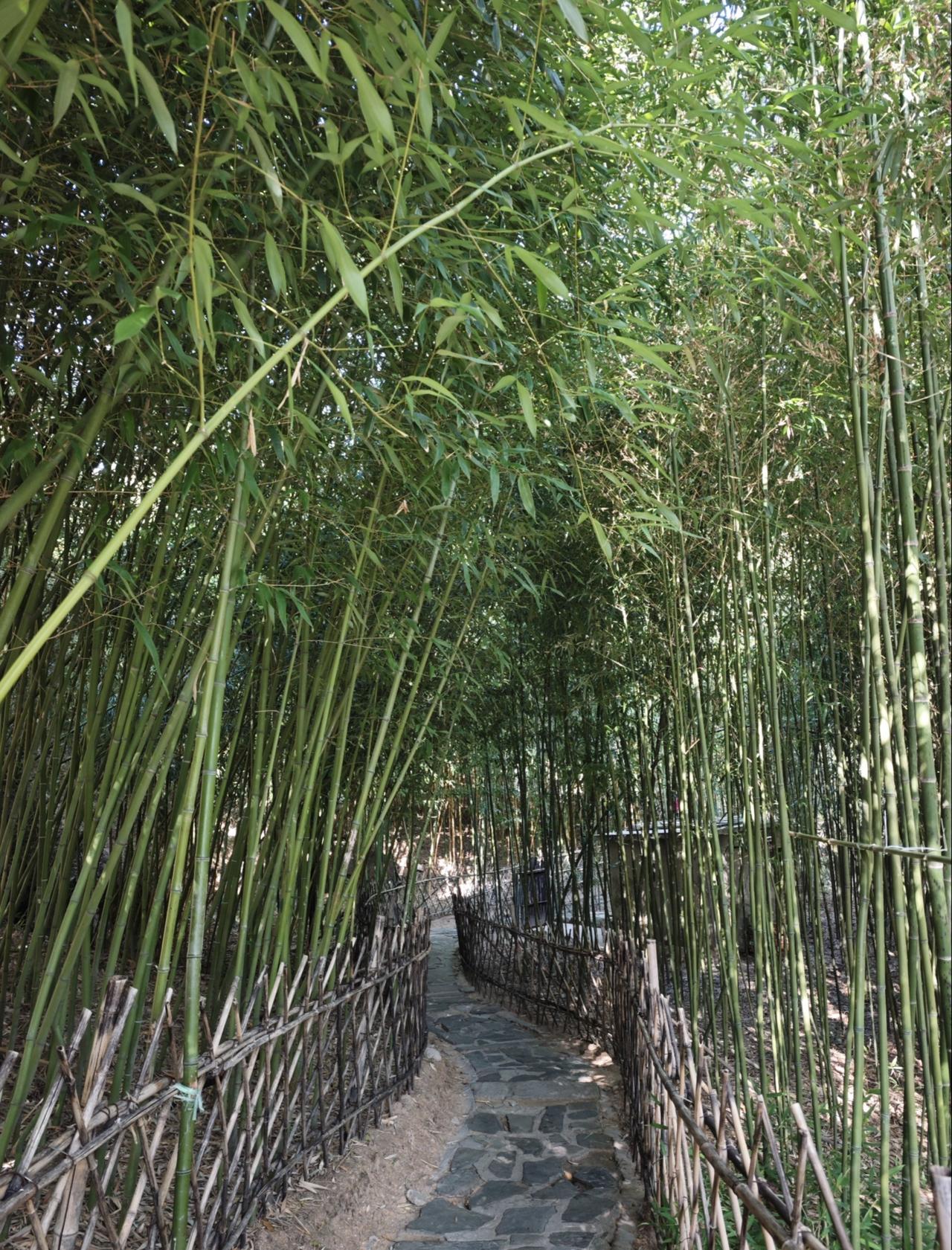 终于打卡了最近超火的竹子庵公园‼️
青岛的秋天在这里美成了童话🍂
💛【千年银