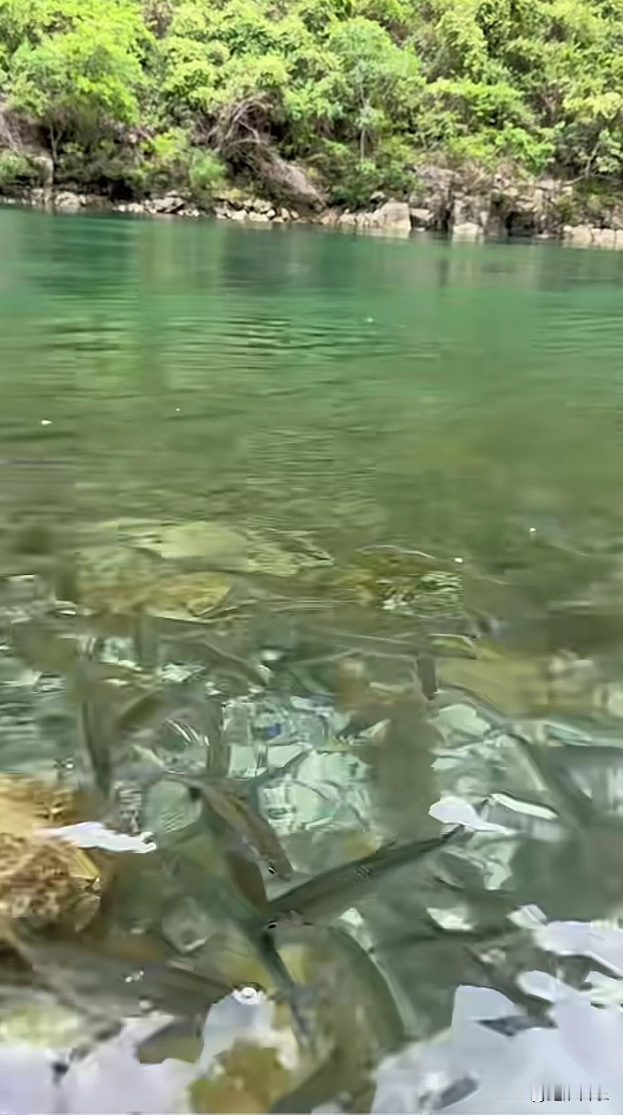 同样是红水河，为什么河池那么多鱼，徒手都能抓到很多鱼。而来宾段的鱼怎么那么少？