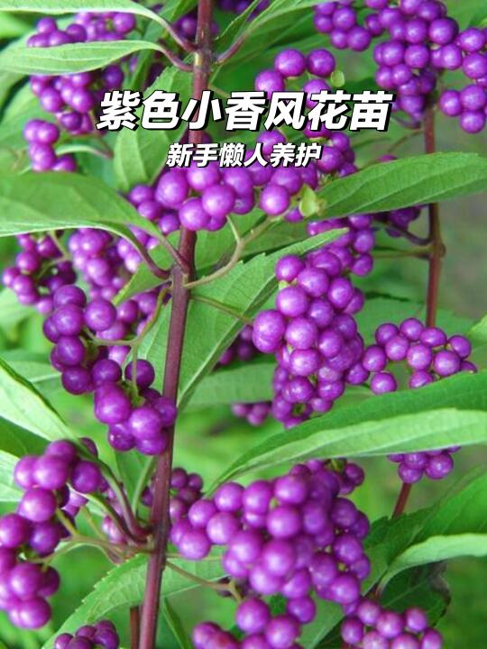 紫色转运珠🍇盆栽花苗推荐