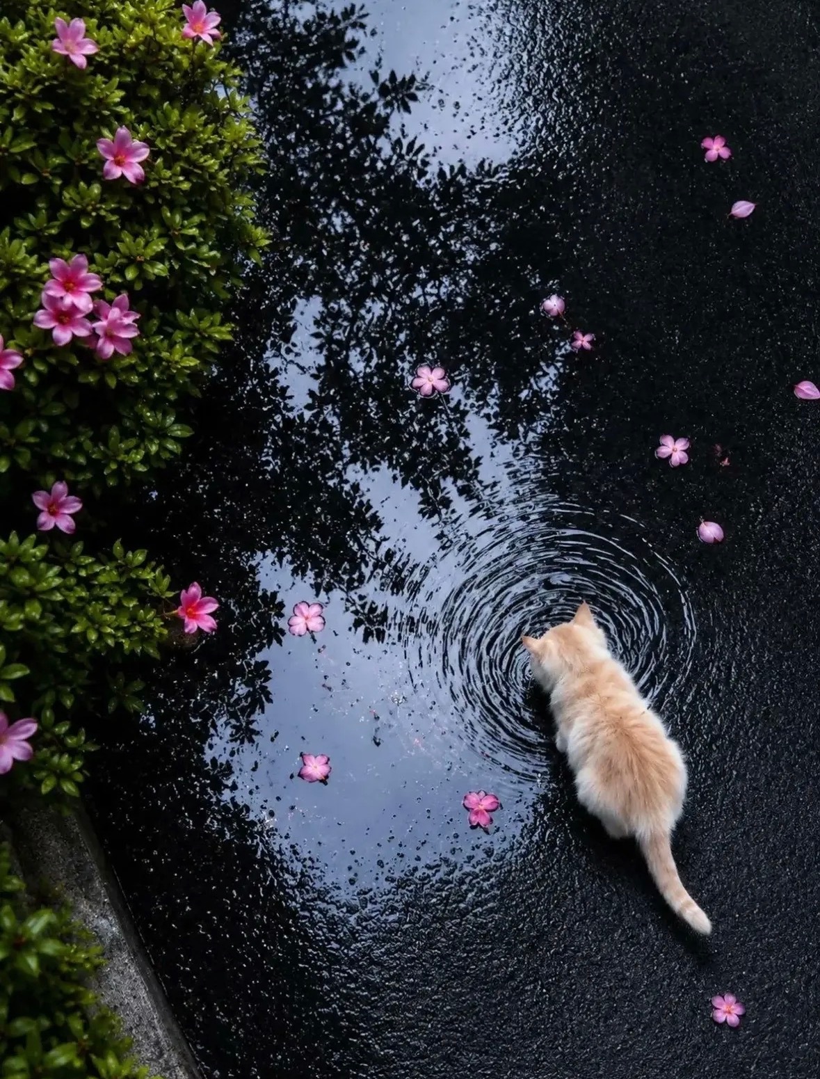 🌸🐈🌿 