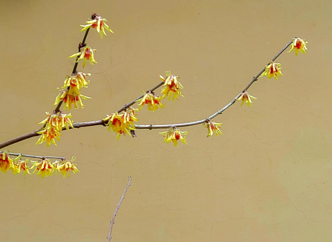 五律·腊梅
早起踏浓霜，
寒梅送暗香。
瘦枝擎冷艳，
疏蕊绽轻黄。
劲节迎风厉，