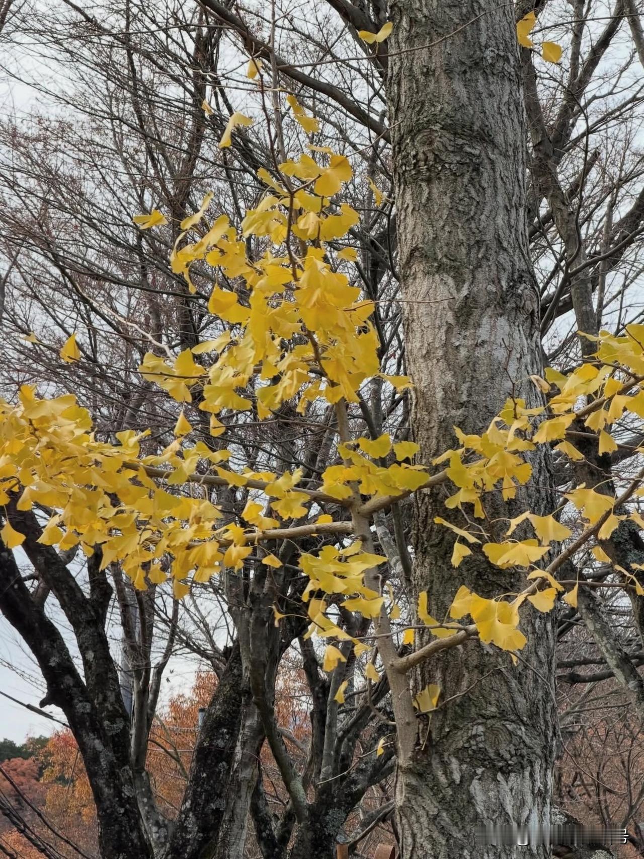 分享一张你手机里的树房屋后山上的一棵树，金黄的叶子把立春后的希望渲染得让人眼前一