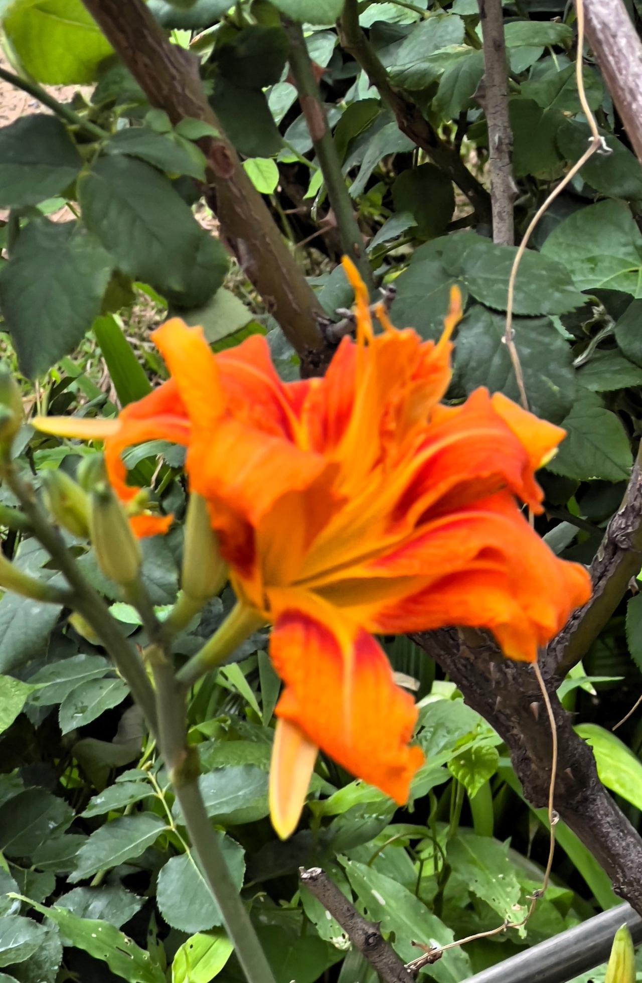 随手一拍花朵美