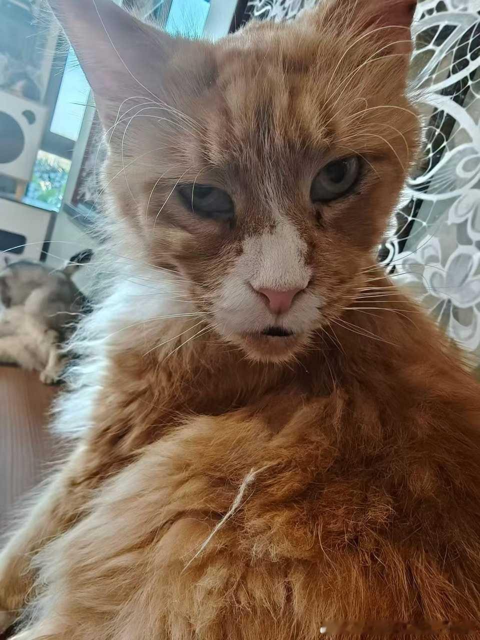 49609【丑猫】朋友的朋友家的猫。丑的我好难受。。 