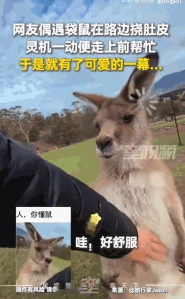 “笑不活了！”据媒体6月13日报道，澳大利亚，一位网友在路边看到一只袋鼠在路边不