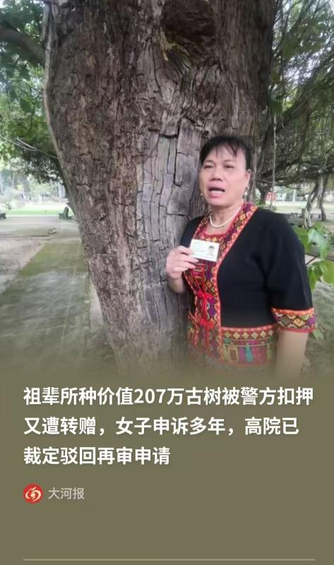海南，女子的祖父种了一颗百年重阳树，价值207万，却在夜里，树被连根拔起，被人偷