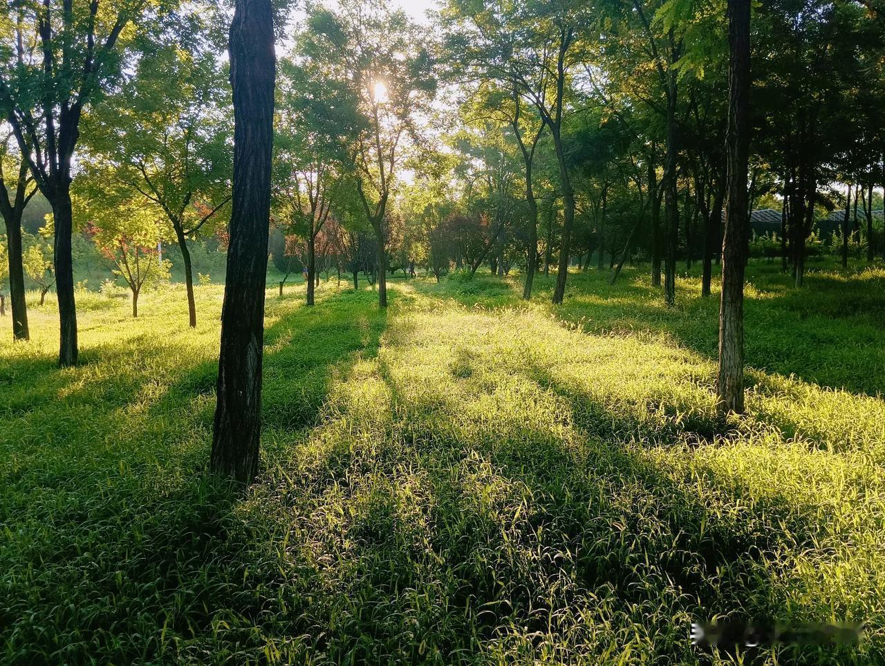 我喜欢夏日清晨，阳光透过树叶洒在草地上的样子。