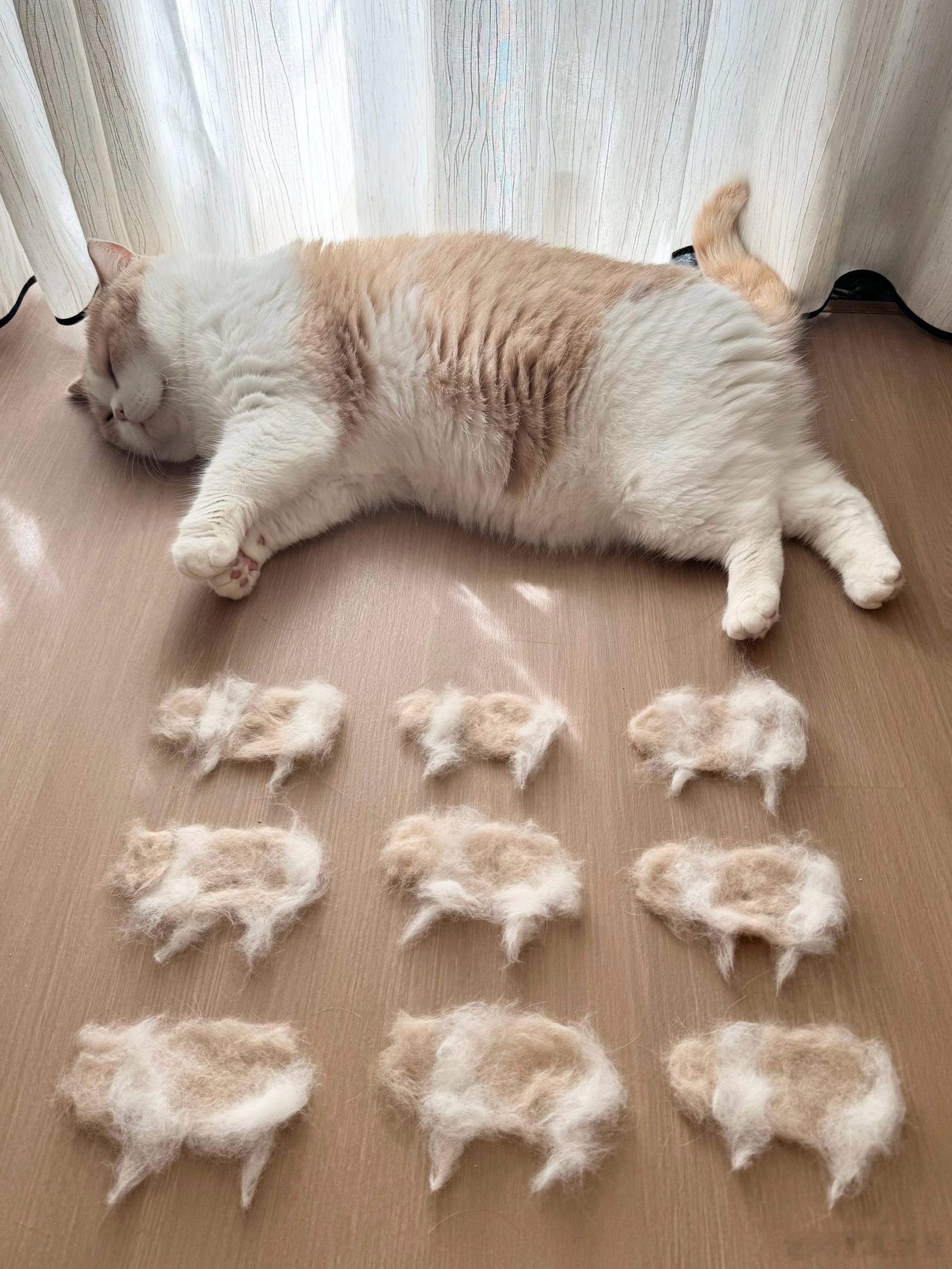 父子平安！一窝9个🐱 ​​​