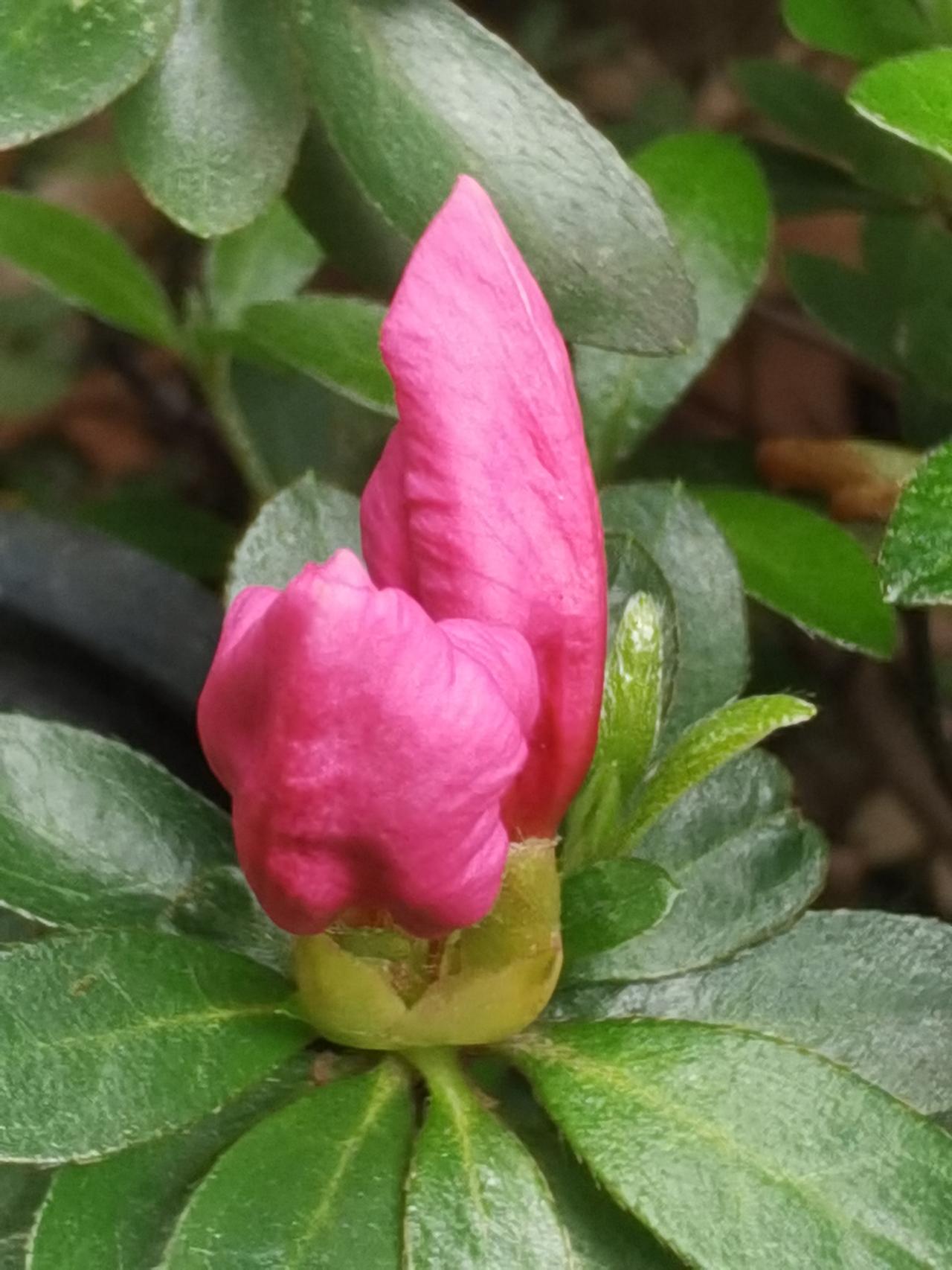 洋泾湖的映山红。
洋泾湖的映山红开了，有花包有花朵。
听说以前绍兴还把映山红当野
