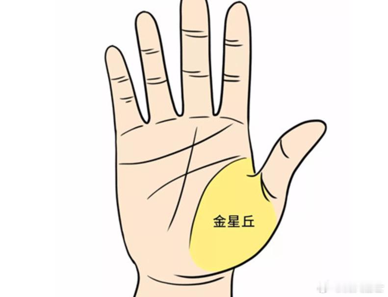 感情上容易回头的朋友:金星丘大拇指那块地方厚实，上面细纹比较多，特别念旧。这种人