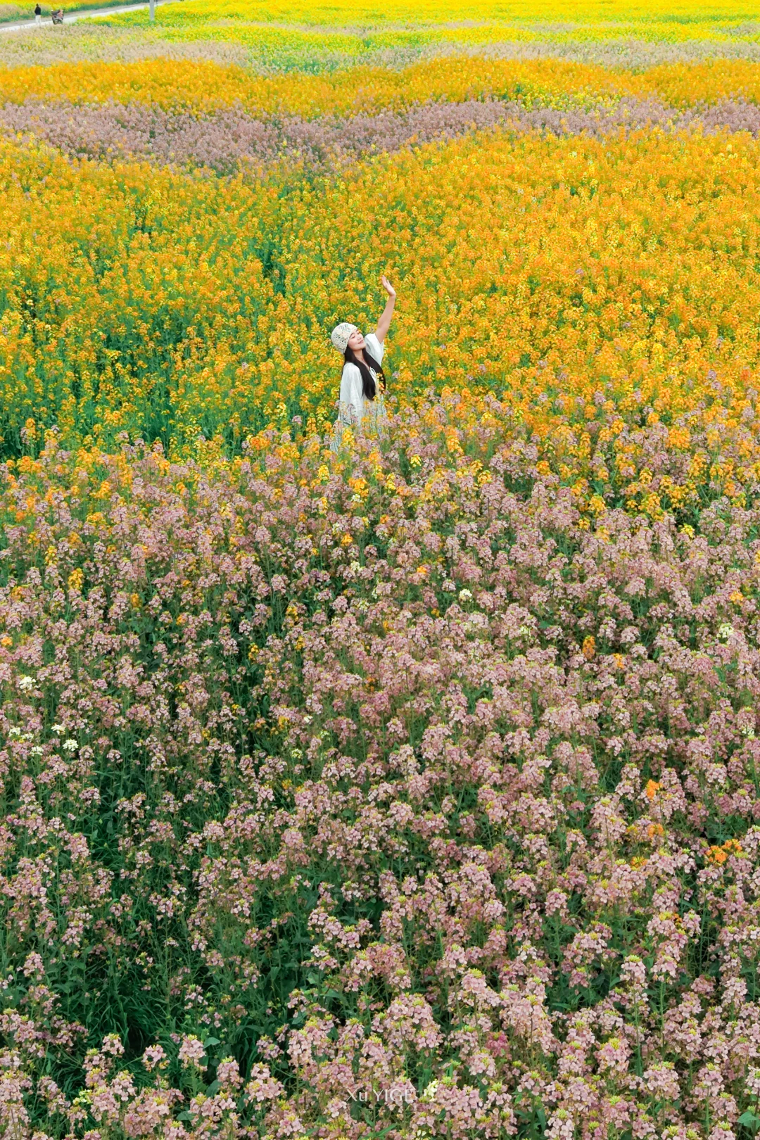 溪上稻乡的彩色花海，解锁现实版-莫奈花园
