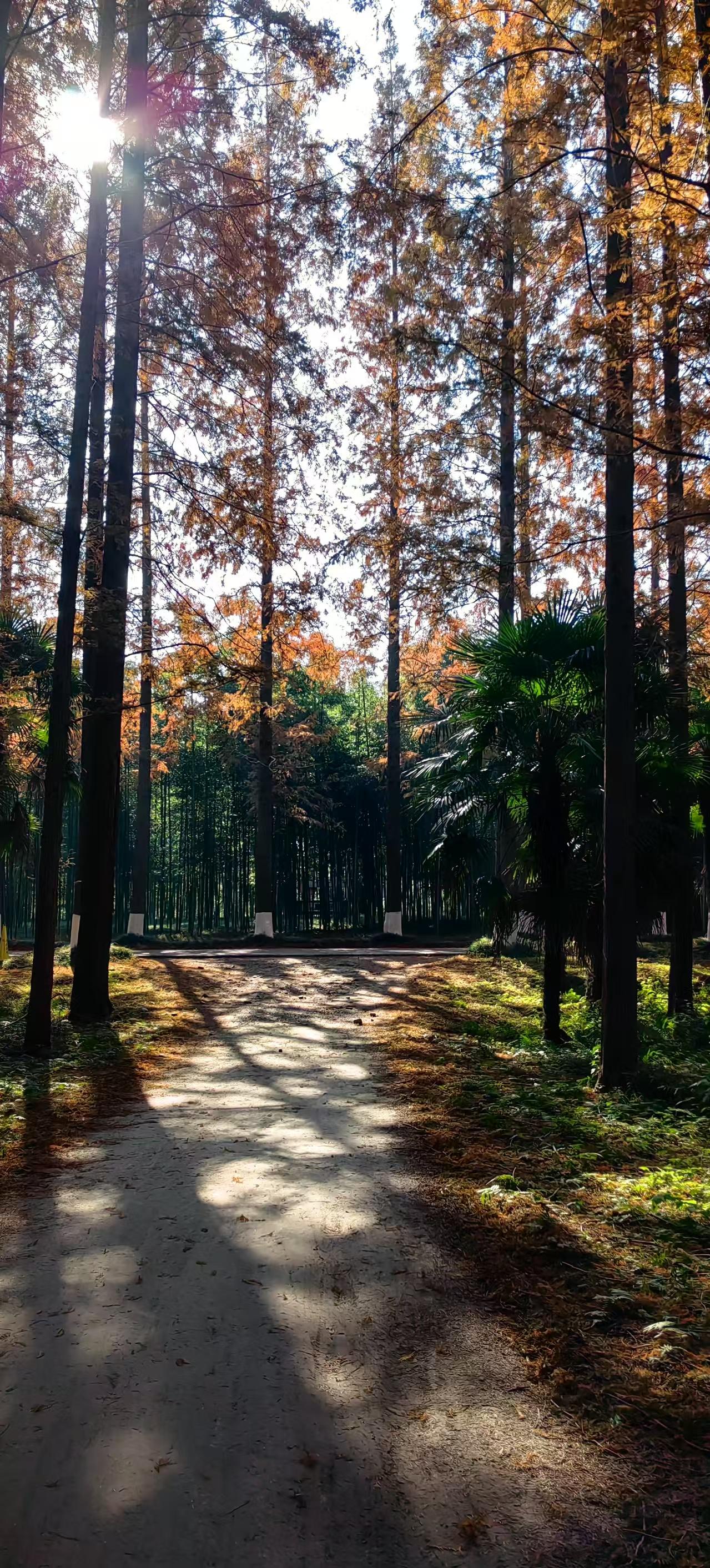 冬日生活打卡季冬天虽冷，但黄海国家森林公园这里的杉树却在低温下展现了艳丽的色彩。