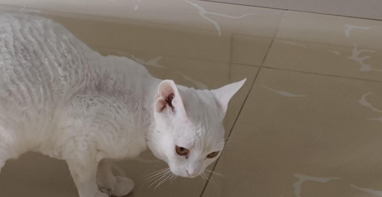 我真的脑子进水，自作多情了。

上周五早上，我弟微信说，弟妹怀的二胎，凌晨破