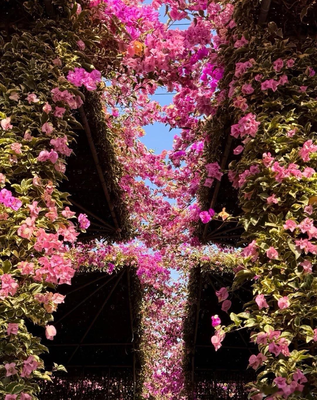 微博年度待改编ip评选pick你心中的改编潜力王 如果爱情是最美的学习傍晚的时候