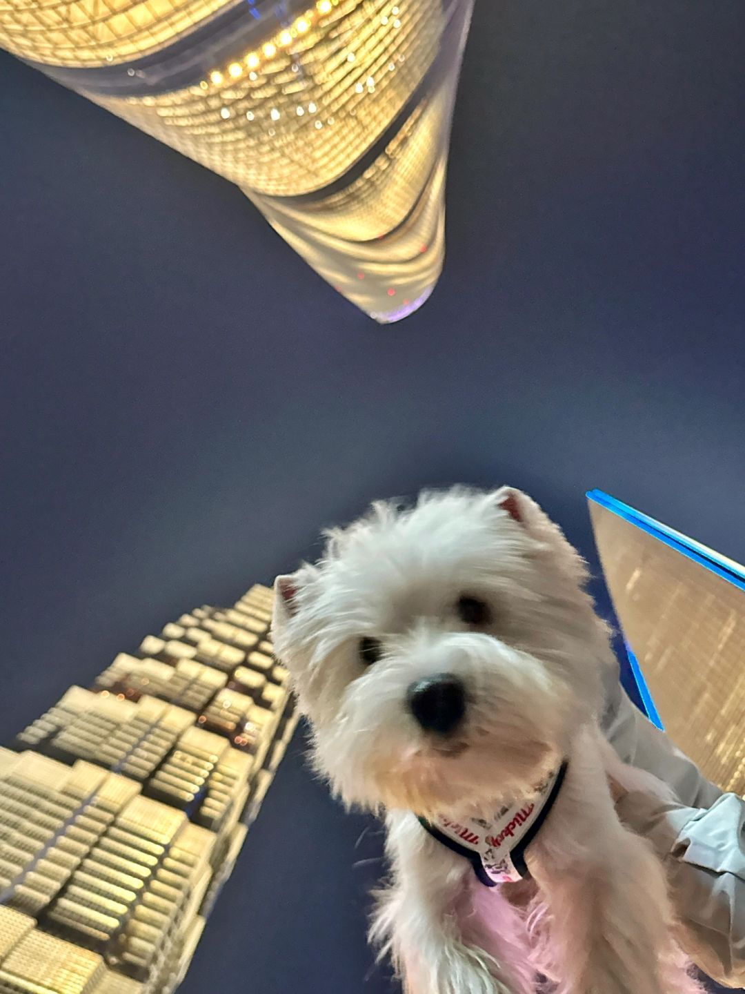 小狗发自拍了：上海网红拍照地打卡 