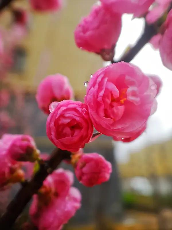 上联:一夜寒风三尺雪，求下联？三春暖雨万重花