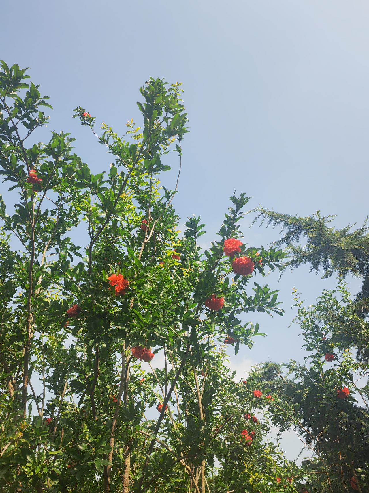 发一张你相册最近拍的花北方的树木朴实无华，一概的绿树浓荫，很少有挂满鲜花的树种，