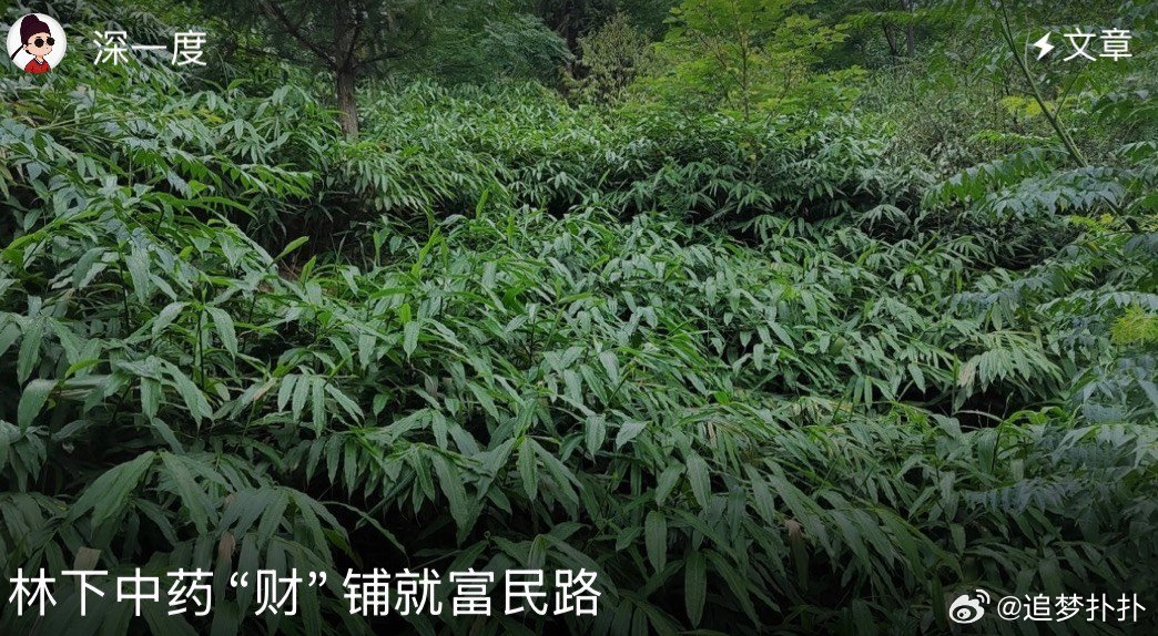云南屏边林下生金全链提质云南屏边的山根本不是普通的山，漫山的树底下藏着果树，果农