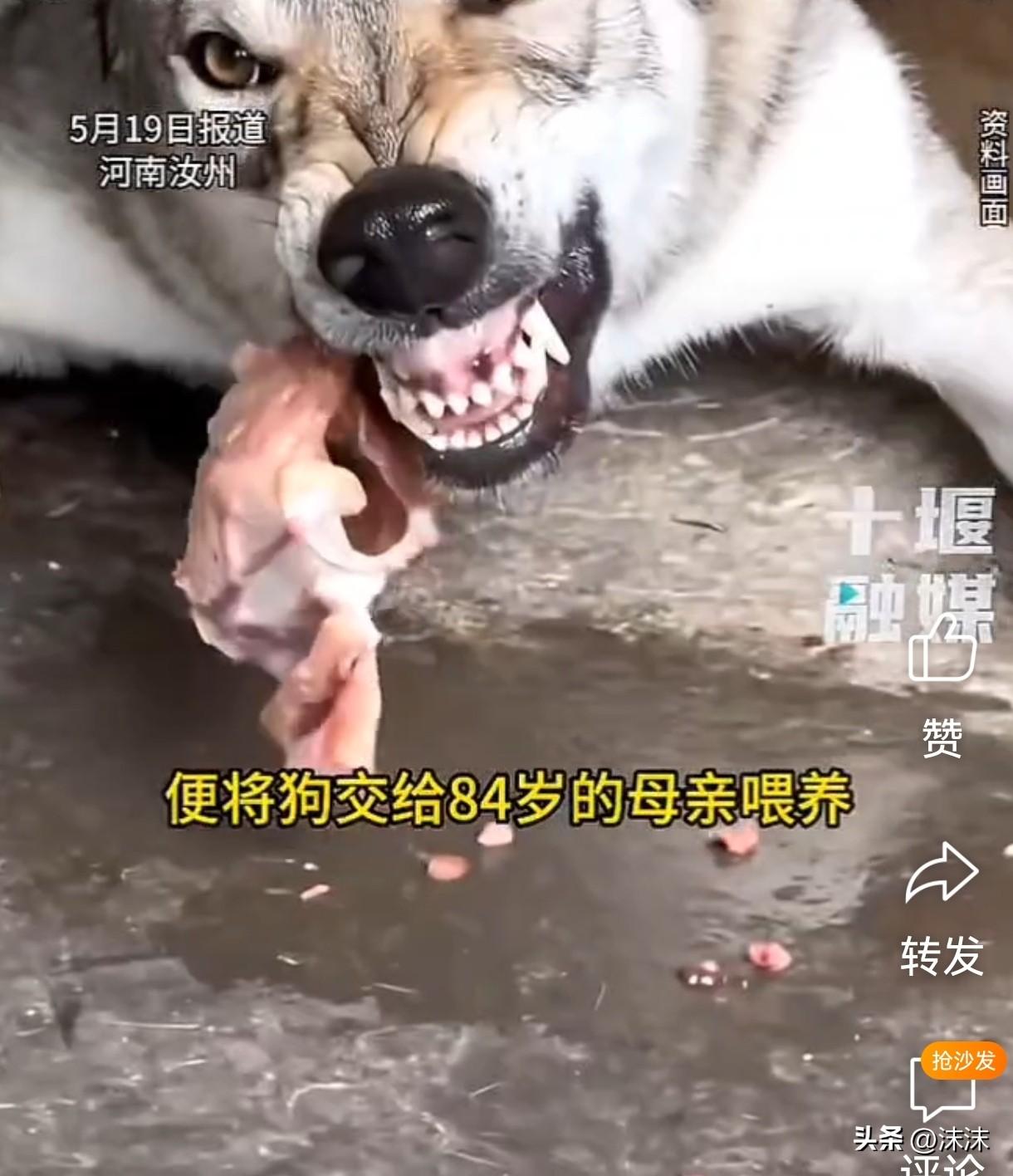 河南汝州，2岁女童被捷克狼犬拖入窑洞撕咬，狗主84岁老太全程目睹，5月20日，裁