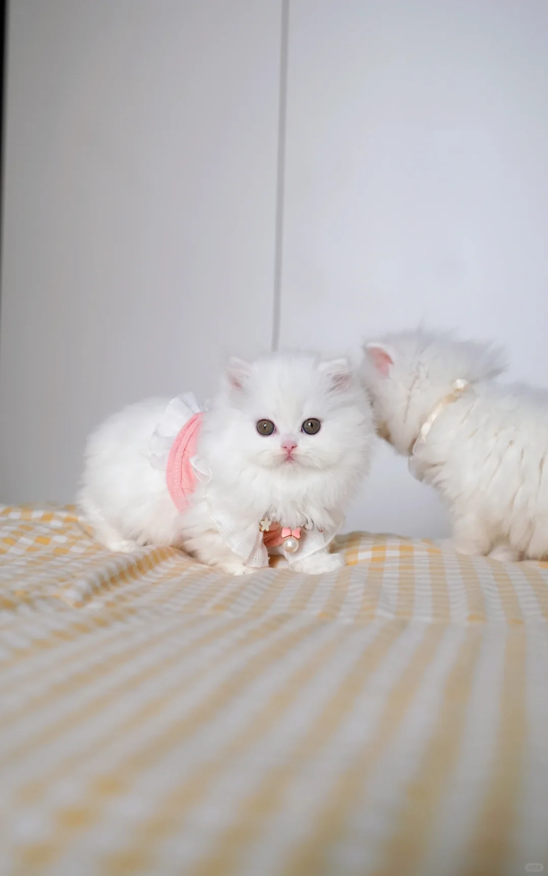 糟糕～发现刚买回家的小猫咪没有腿腿
