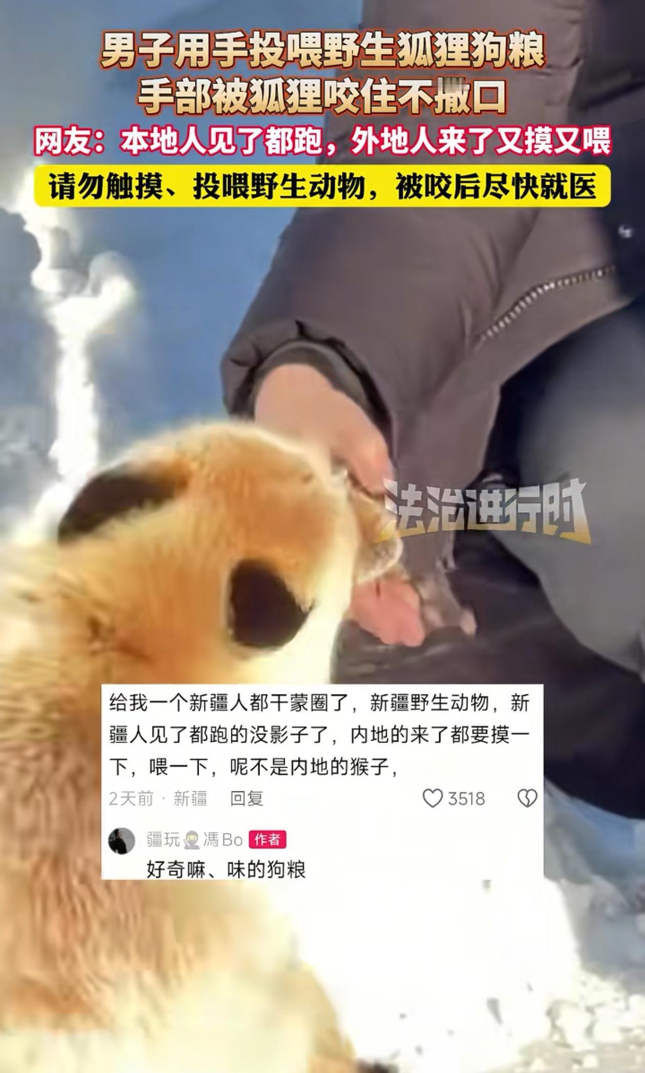 心不是一般的大！新疆，外地游客在景区里遇见野生狐狸，竟然伸手想要喂它狗粮，结果被