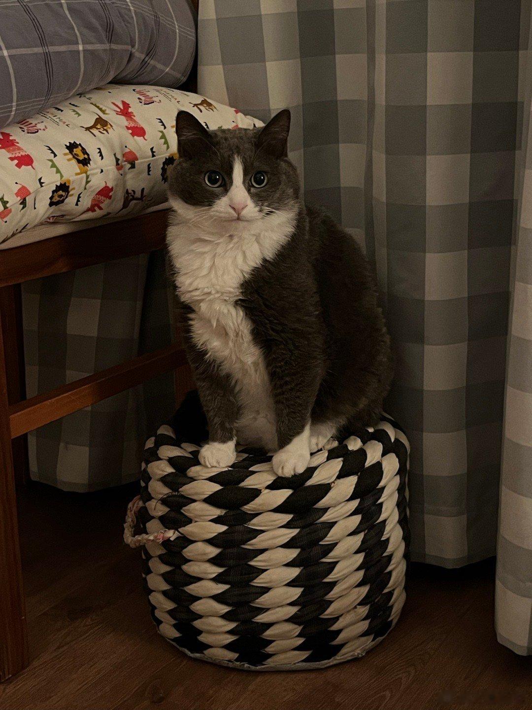 #每日萌宠打卡#猫头鹰🦉 ​​​