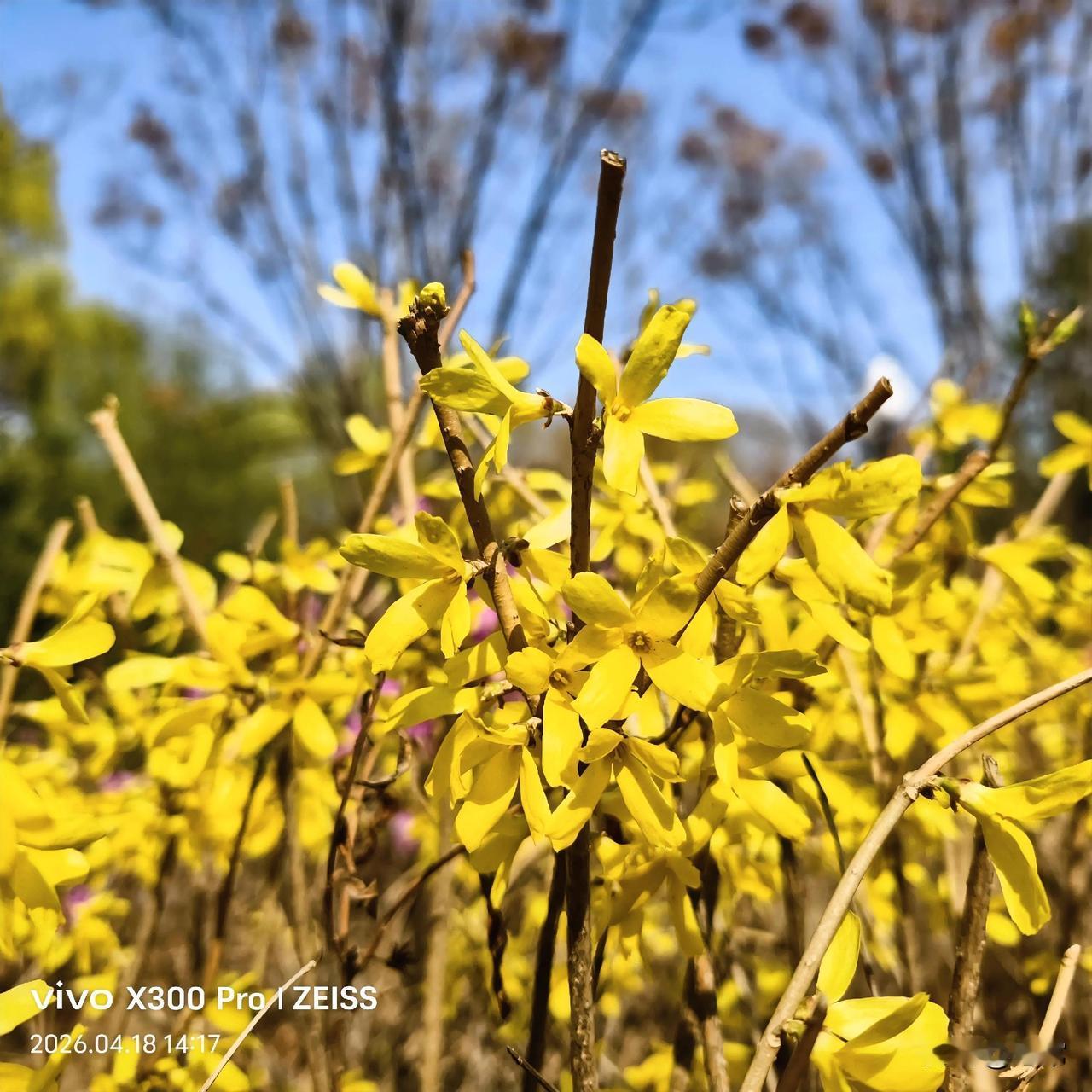 长春花开最美的季节来了，市内各个公园，街道两侧有开花树木的地方，随手一拍都是大片