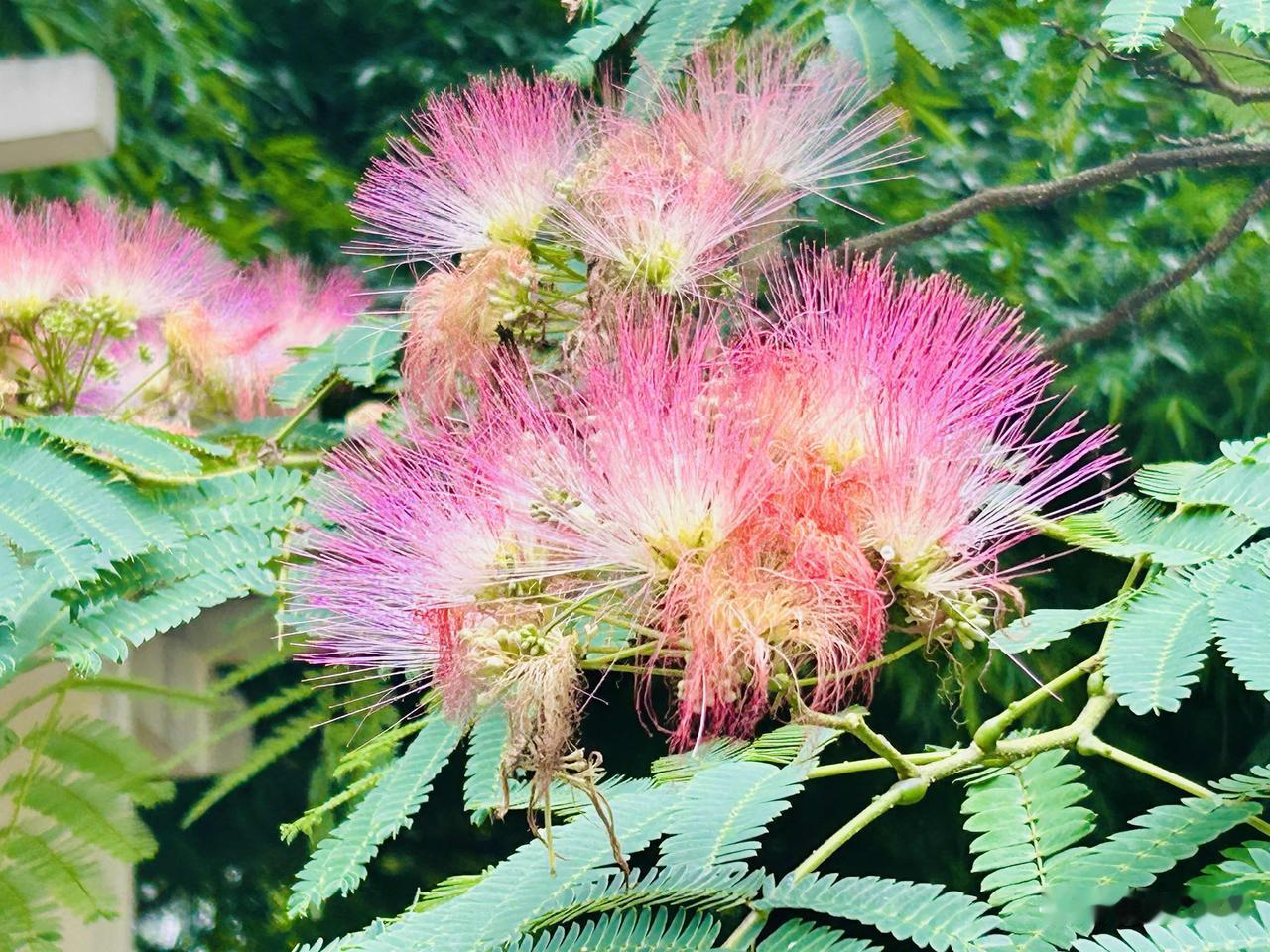 校园盛开合欢花（随手拍）。平日里在校园中穿梭，从未留意过那悄然绽放的合欢花，待发