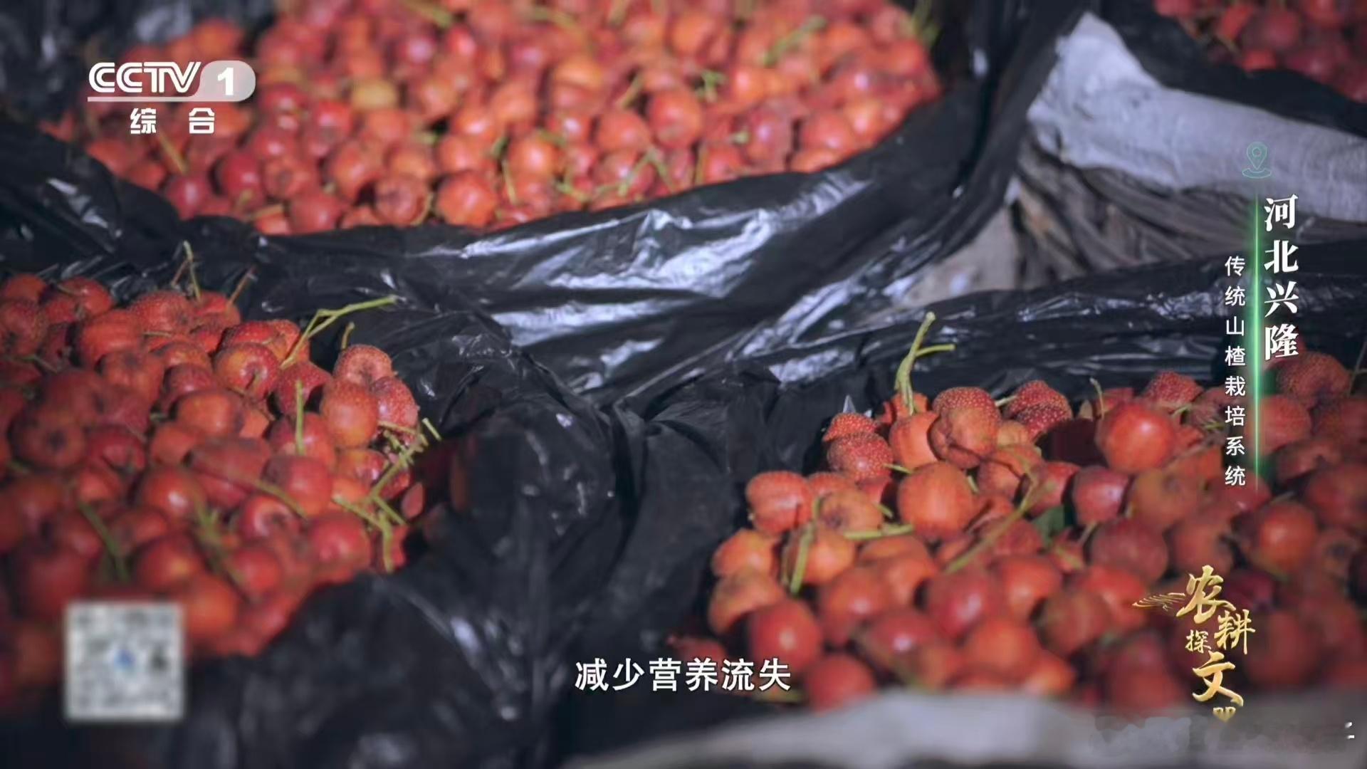 山楂变甜前要闭关数月窖藏的过程能让山楂的呼吸变慢，还能悄悄把自身的淀粉转化成糖，