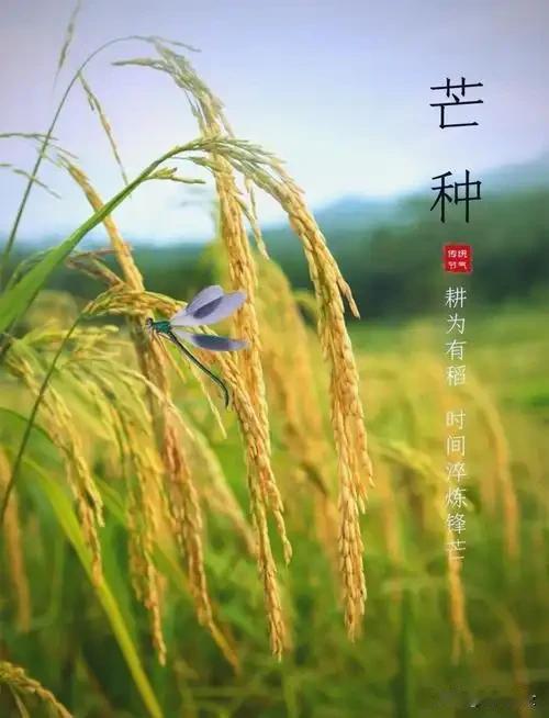 “上午芒种，落满塘；下午芒种，旱死牛”，今年芒种在几点？早知道
 
民间流传着“