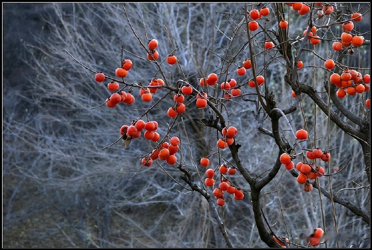 又是一年秋！
柿子熟了——成熟、成果、成就、成功！
都是美好的词汇，也都是美好的
