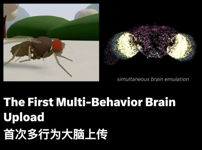 人类永生，一直存在于科幻影视作品中，但随着神经科学、计算神经科学、人工智能等技术