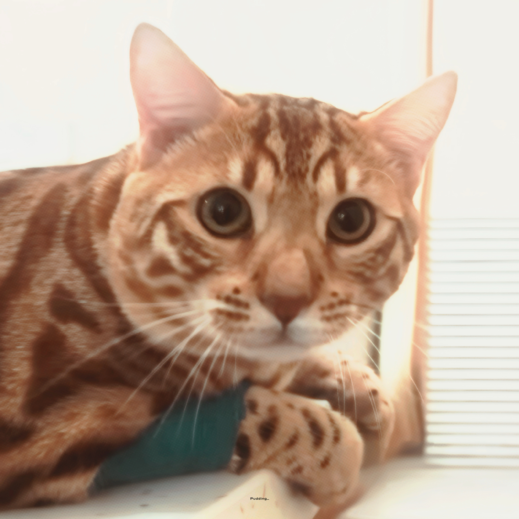猪咪 ​​​