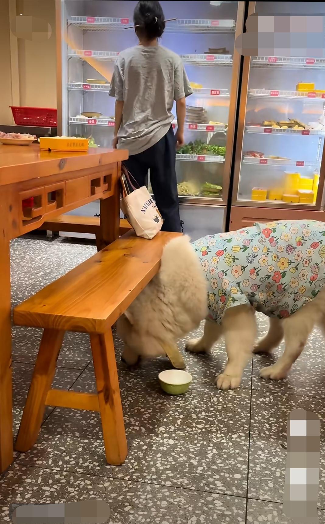 6月4日，广东东莞，一名女子携大型宠物犬进入一连锁火锅店内堂食，全程没有给狗狗拴