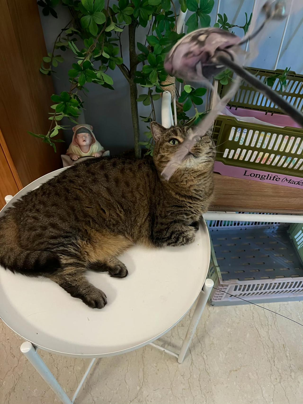 逗猫棒就在眼前，手却永远差一截，真的是又可怜又好笑😂