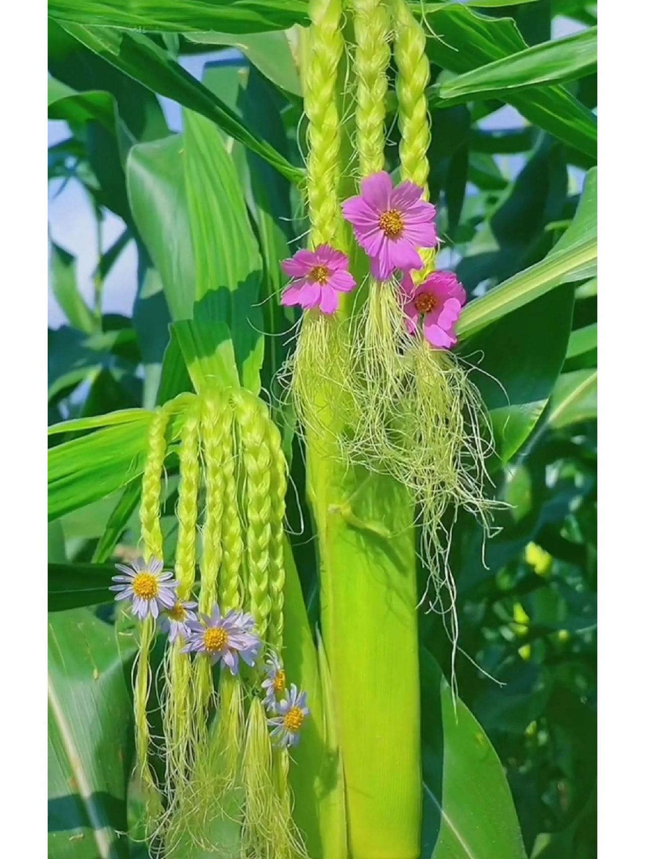 好好的玉米地被媳妇弄成了化妆会