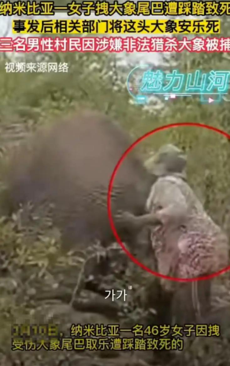 非洲纳米比亚，一头成年公象惨遭3名男子枪杀，在公象倒下后，一名女子上前拉扯公象的