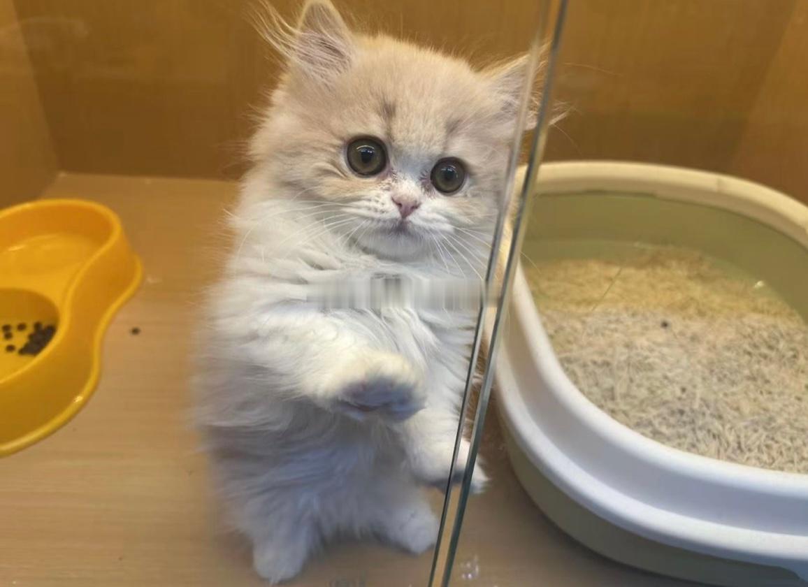 刚带孩子在猫咖玩完，现在带她去吃点东西