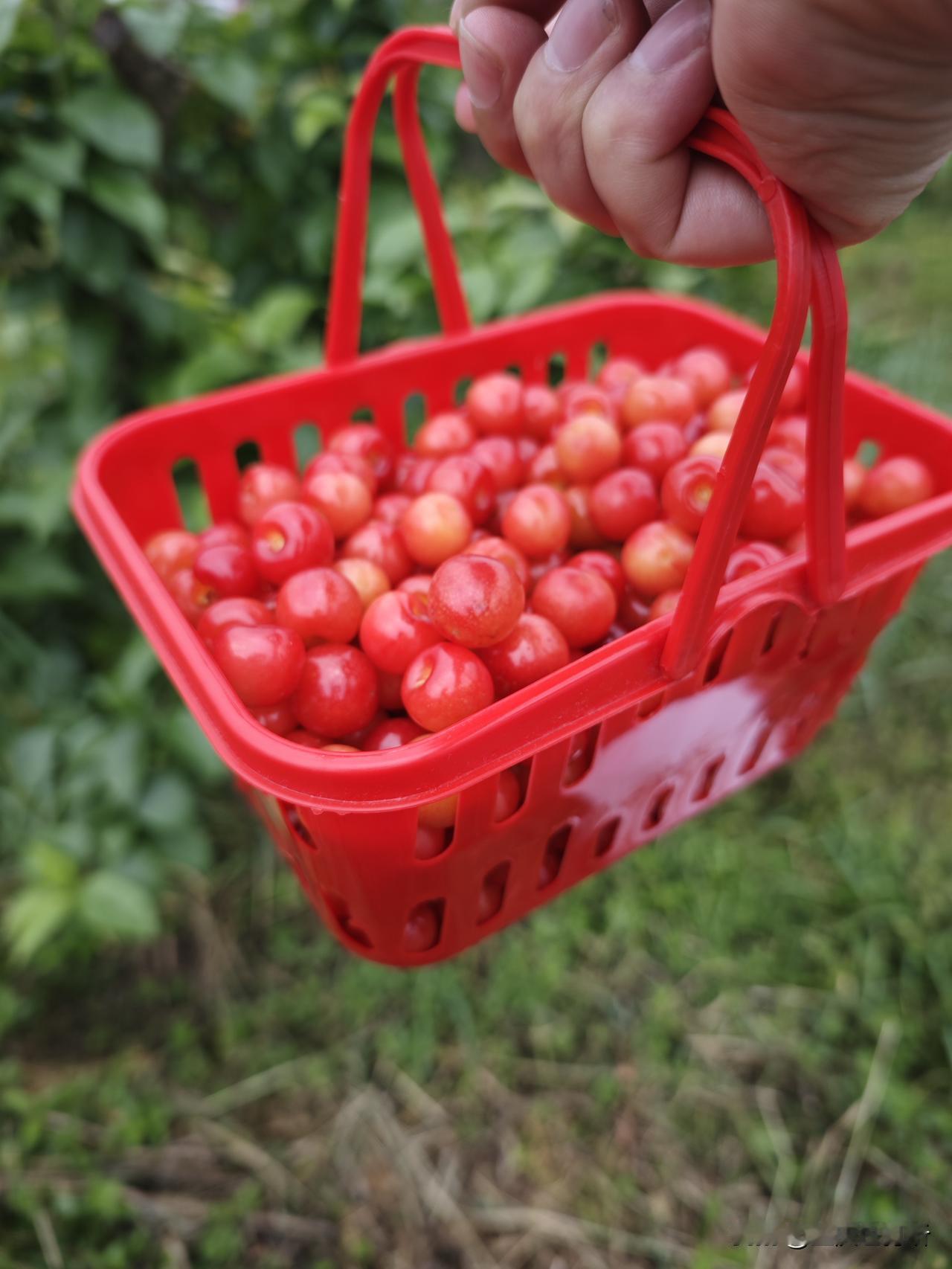 这个周末重庆朋友圈被“恩桃儿”刷屏了吧，我们去璧山七塘采摘，体验效果还是很不错的